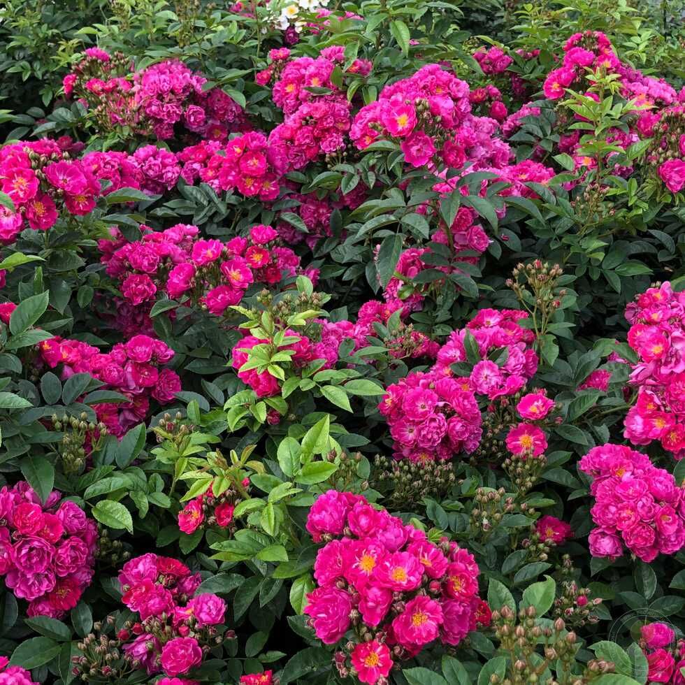 Silhouette perfiumi Rose Plant Seedlings Flower Seeds Perennial Growing Bonsai Corms Tubers Potted Planting Reblooming Fragrant Garden Roots Rhizomes Species Blooms Bulbs Gardening Tree