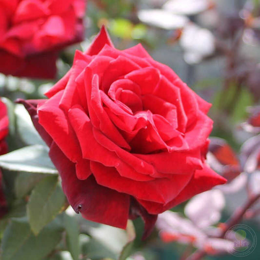 Barcarole count of barcarole Rose Seedlings Flower Seeds Perennial Growing Bonsai Corms Tubers Potted Planting Reblooming Fragrant Garden Roots Rhizomes Species Blooms Plant Bulbs Gardening Tree
