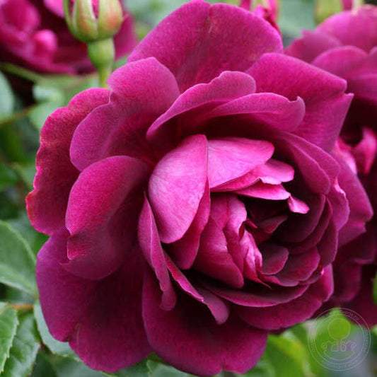 Burgundy ice Rose Seedlings Flower Seeds Perennial Growing Bonsai Corms Tubers Potted Planting Reblooming Fragrant Garden Roots Rhizomes Species Blooms Plant Bulbs Gardening Tree