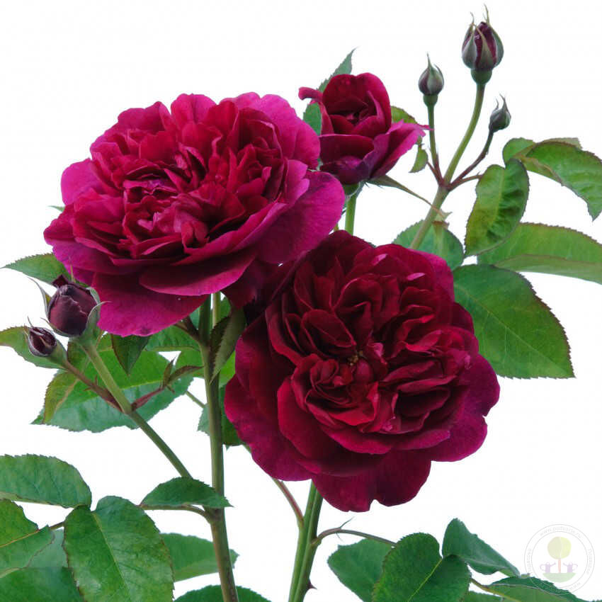 Darcy bassell Rose Seedlings Flower Seeds Perennial Growing Bonsai Corms Tubers Potted Planting Reblooming Fragrant Garden Roots Rhizomes Species Blooms Plant Bulbs Gardening Tree