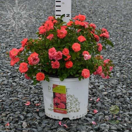 Drift coral Rose Seedlings Flower Seeds Perennial Growing Bonsai Corms Tubers Potted Planting Reblooming Fragrant Garden Roots Rhizomes Species Blooms Plant Bulbs Gardening Tree