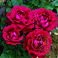 Rare Blue Rose Seedlings Flower Seeds Perennial Growing Bonsai Corms Tubers Potted Planting Reblooming Fragrant Garden Roots Rhizomes Species Blooms Plant Bulbs Gardening Tree