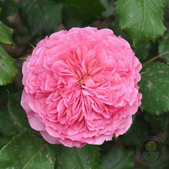 Catarina freila theo clavers Rose Seedlings Flower Seeds Perennial Growing Bonsai Corms Tubers Potted Planting Reblooming Fragrant Garden Roots Rhizomes Species Blooms Plant Bulbs Gardening Tree