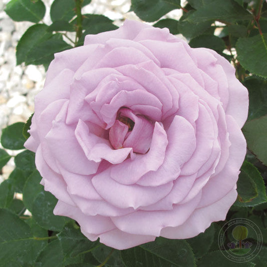 Coco loko Rose Seedlings Flower Seeds Perennial Growing Bonsai Corms Tubers Potted Planting Reblooming Fragrant Garden Roots Rhizomes Species Blooms Plant Bulbs Gardening Tree