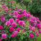 Princess Anne Rose Seedlings Flower Seeds Perennial Growing Bonsai Corms Tubers Potted Planting Reblooming Fragrant Garden Roots Rhizomes Species Blooms Plant Bulbs Gardening Tree