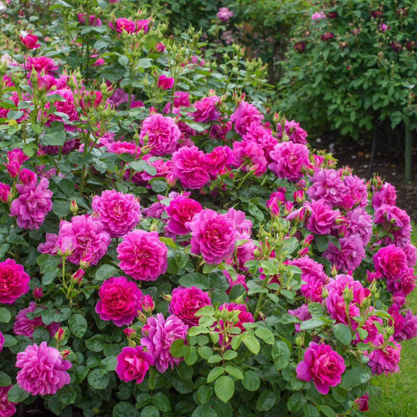 Princess Anne Rose Seedlings Flower Seeds Perennial Growing Bonsai Corms Tubers Potted Planting Reblooming Fragrant Garden Roots Rhizomes Species Blooms Plant Bulbs Gardening Tree