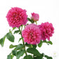 Princess Anne Rose Seedlings Flower Seeds Perennial Growing Bonsai Corms Tubers Potted Planting Reblooming Fragrant Garden Roots Rhizomes Species Blooms Plant Bulbs Gardening Tree