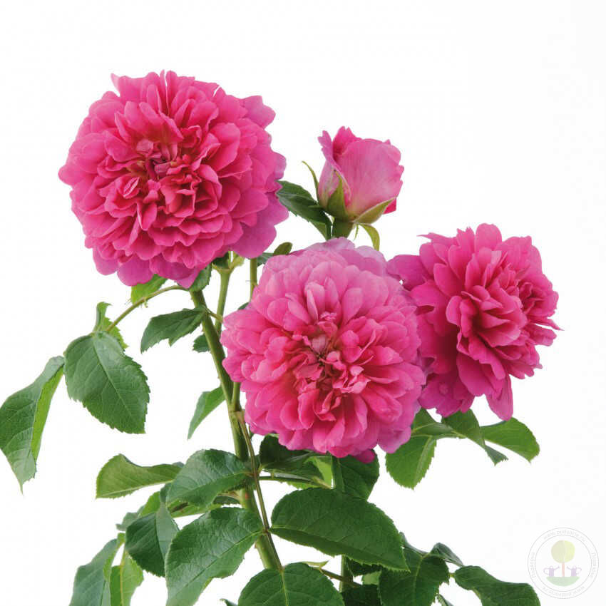 Princess Anne Rose Seedlings Flower Seeds Perennial Growing Bonsai Corms Tubers Potted Planting Reblooming Fragrant Garden Roots Rhizomes Species Blooms Plant Bulbs Gardening Tree