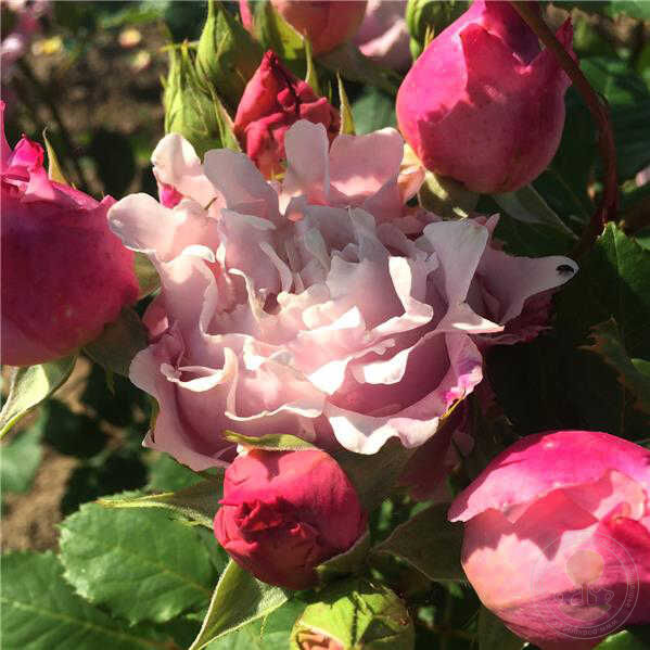 Sophie Rochas Rose Seedlings Flower Seeds Perennial Growing Bonsai Corms Tubers Potted Planting Reblooming Fragrant Garden Roots Rhizomes Species Blooms Plant Bulbs Gardening Tree