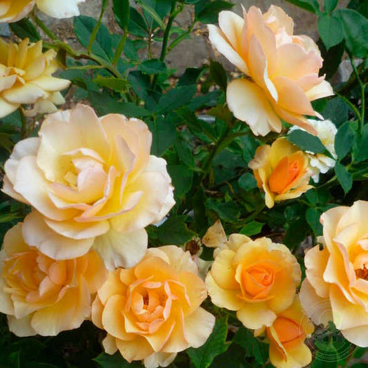 Anne Harkness Rose Seedlings Flower Seeds Perennial Growing Bonsai Corms Tubers Potted Planting Reblooming Fragrant Garden Roots Rhizomes Species Blooms Plant Bulbs Gardening Tree
