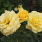 Allgold Rose Seedlings Flower Seeds Perennial Growing Bonsai Corms Tubers Potted Planting Reblooming Fragrant Garden Roots Rhizomes Species Blooms Plant Bulbs Gardening Tree