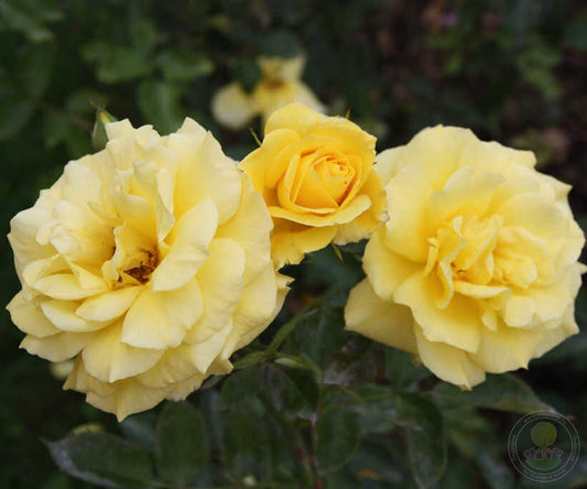 Allgold Rose Seedlings Flower Seeds Perennial Growing Bonsai Corms Tubers Potted Planting Reblooming Fragrant Garden Roots Rhizomes Species Blooms Plant Bulbs Gardening Tree