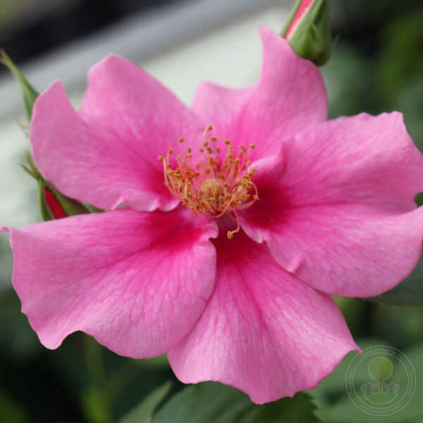 Si yu in pink Rose Seedlings Flower Seeds Perennial Growing Bonsai Corms Tubers Potted Planting Reblooming Fragrant Garden Roots Rhizomes Species Blooms Plant Bulbs Gardening Tree