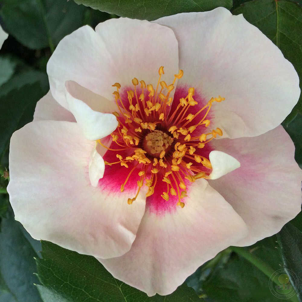 Si yu in red Rose Seedlings Flower Seeds Perennial Growing Bonsai Corms Tubers Potted Planting Reblooming Fragrant Garden Roots Rhizomes Species Blooms Plant Bulbs Gardening Tree
