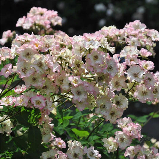 August Deusser Rose Seedlings Flower Seeds Perennial Growing Bonsai Corms Tubers Potted Planting Reblooming Fragrant Garden Roots Rhizomes Species Blooms Plant Bulbs Gardening Tree