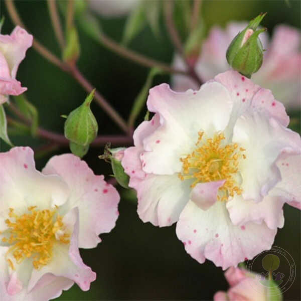 August Deusser Rose Seedlings Flower Seeds Perennial Growing Bonsai Corms Tubers Potted Planting Reblooming Fragrant Garden Roots Rhizomes Species Blooms Plant Bulbs Gardening Tree