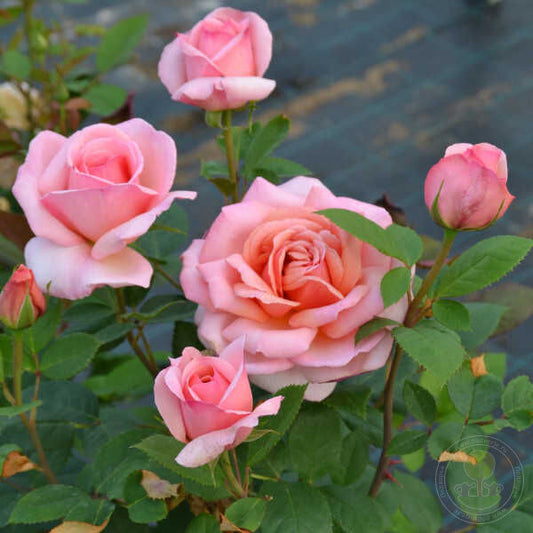 Belle du saner Rose Seedlings Flower Seeds Perennial Growing Bonsai Corms Tubers Potted Planting Reblooming Fragrant Garden Roots Rhizomes Species Blooms Plant Bulbs Gardening Tree