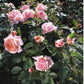Belle du saner Rose Seedlings Flower Seeds Perennial Growing Bonsai Corms Tubers Potted Planting Reblooming Fragrant Garden Roots Rhizomes Species Blooms Plant Bulbs Gardening Tree