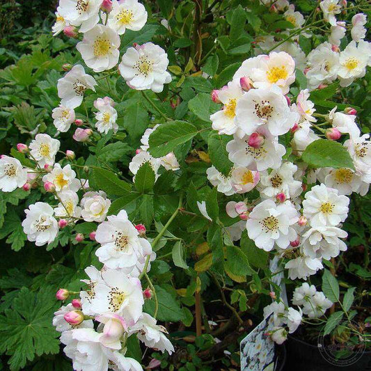 Dentelle de Bruges Rose Seedlings Flower Seeds Perennial Growing Bonsai Corms Tubers Potted Planting Reblooming Fragrant Garden Roots Rhizomes Species Blooms Plant Bulbs Gardening Tree