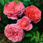 Seduction Picarde Rose Seedlings Flower Seeds Perennial Growing Bonsai Corms Tubers Potted Planting Reblooming Fragrant Garden Roots Rhizomes Species Blooms Plant Bulbs Gardening Tree