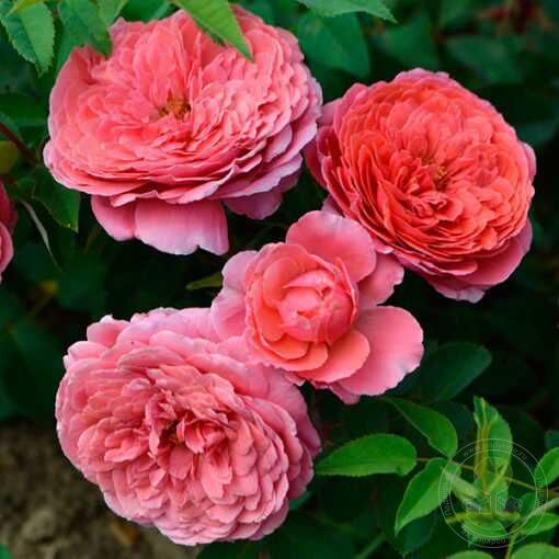 Seduction Picarde Rose Seedlings Flower Seeds Perennial Growing Bonsai Corms Tubers Potted Planting Reblooming Fragrant Garden Roots Rhizomes Species Blooms Plant Bulbs Gardening Tree