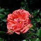 Seduction Picarde Rose Seedlings Flower Seeds Perennial Growing Bonsai Corms Tubers Potted Planting Reblooming Fragrant Garden Roots Rhizomes Species Blooms Plant Bulbs Gardening Tree