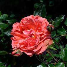 Seduction Picarde Rose Seedlings Flower Seeds Perennial Growing Bonsai Corms Tubers Potted Planting Reblooming Fragrant Garden Roots Rhizomes Species Blooms Plant Bulbs Gardening Tree