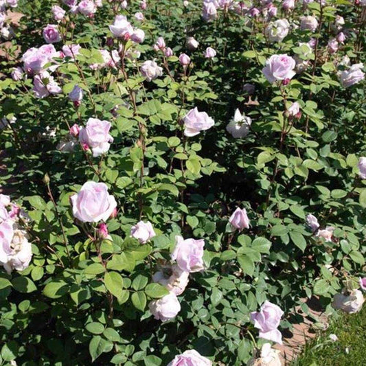 Dolce luna Rose Seedlings Flower Seeds Perennial Growing Bonsai Corms Tubers Potted Planting Reblooming Fragrant Garden Roots Rhizomes Species Blooms Plant Bulbs Gardening Tree