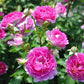 Sheherazade Rose Seedlings Flower Seeds Perennial Growing Bonsai Corms Tubers Potted Planting Reblooming Fragrant Garden Roots Rhizomes Species Blooms Plant Bulbs Gardening Tree