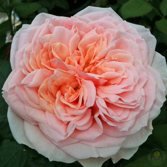 Amoros Rose Seedlings Flower Seeds Perennial Growing Bonsai Corms Tubers Potted Planting Reblooming Fragrant Garden Roots Rhizomes Species Blooms Plant Bulbs Gardening Tree