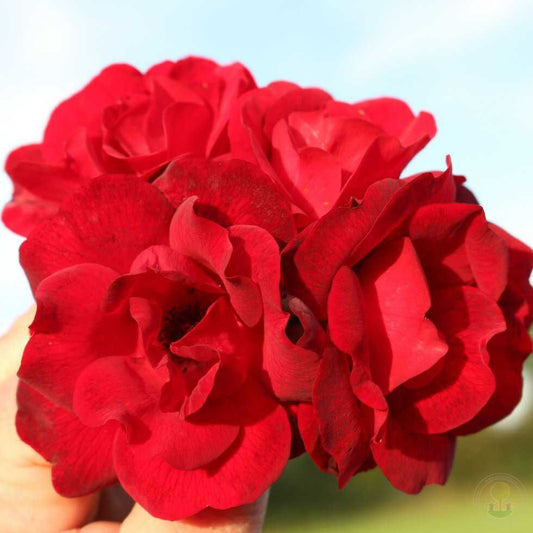 Cayen Rose Seedlings Flower Seeds Perennial Growing Bonsai Corms Tubers Potted Planting Reblooming Fragrant Garden Roots Rhizomes Species Blooms Plant Bulbs Gardening Tree