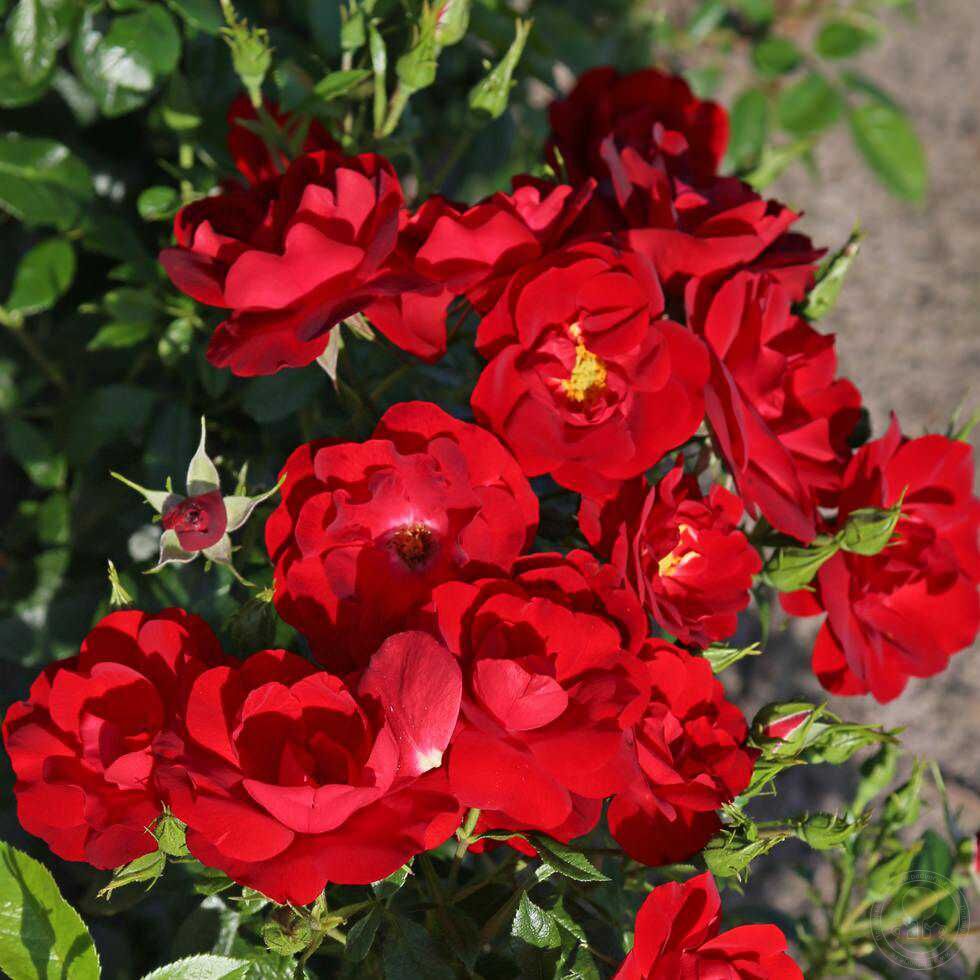 Cayen Rose Seedlings Flower Seeds Perennial Growing Bonsai Corms Tubers Potted Planting Reblooming Fragrant Garden Roots Rhizomes Species Blooms Plant Bulbs Gardening Tree