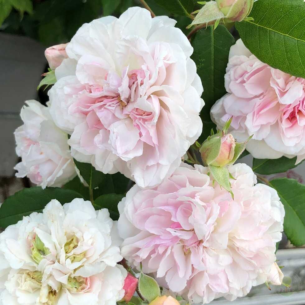 Romantic of silhouette Rose Seedlings Flower Seeds Perennial Growing Bonsai Corms Tubers Potted Planting Reblooming Fragrant Garden Roots Rhizomes Species Blooms Plant Bulbs Gardening Tree