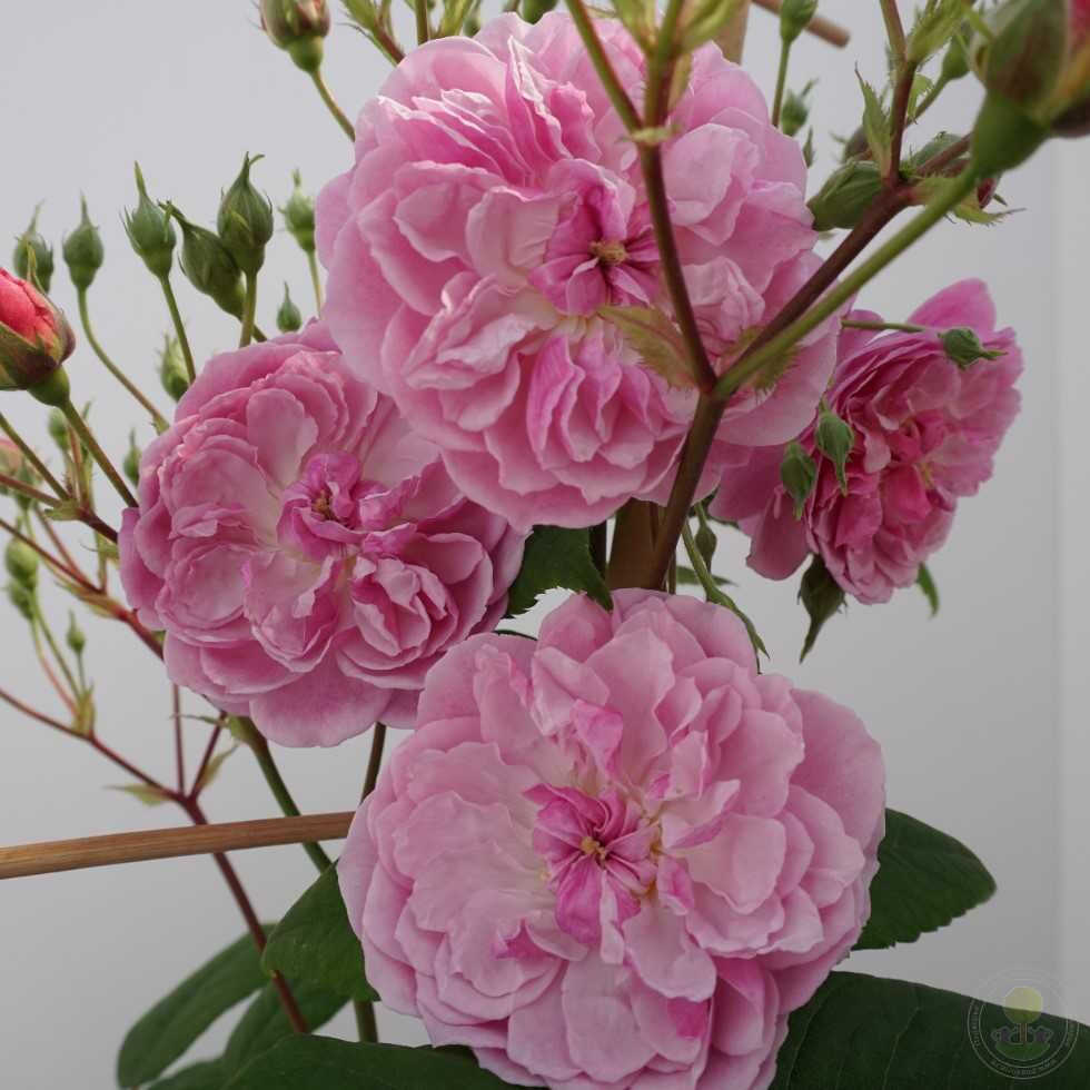 Romantic of silhouette Rose Seedlings Flower Seeds Perennial Growing Bonsai Corms Tubers Potted Planting Reblooming Fragrant Garden Roots Rhizomes Species Blooms Plant Bulbs Gardening Tree