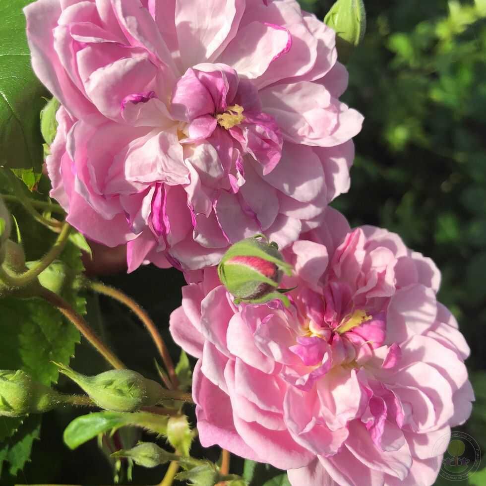Romantic of silhouette Rose Seedlings Flower Seeds Perennial Growing Bonsai Corms Tubers Potted Planting Reblooming Fragrant Garden Roots Rhizomes Species Blooms Plant Bulbs Gardening Tree