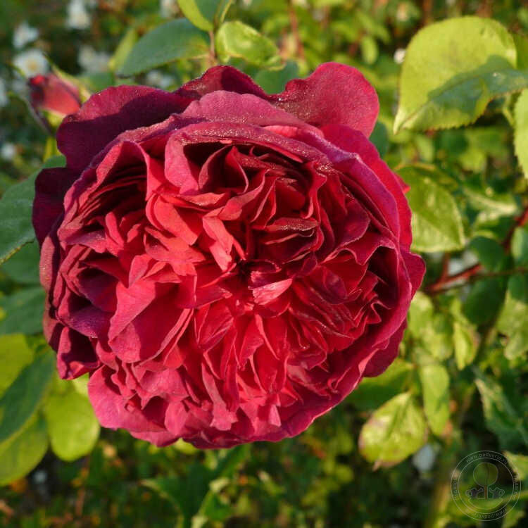 William Shakespeare Rose Seedlings Flower Seeds Perennial Growing Bonsai Corms Tubers Potted Planting Reblooming Fragrant Garden Roots Rhizomes Species Blooms Plant Bulbs Gardening Tree