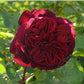 William Shakespeare Rose Seedlings Flower Seeds Perennial Growing Bonsai Corms Tubers Potted Planting Reblooming Fragrant Garden Roots Rhizomes Species Blooms Plant Bulbs Gardening Tree