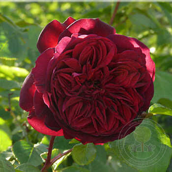 William Shakespeare Rose Seedlings Flower Seeds Perennial Growing Bonsai Corms Tubers Potted Planting Reblooming Fragrant Garden Roots Rhizomes Species Blooms Plant Bulbs Gardening Tree