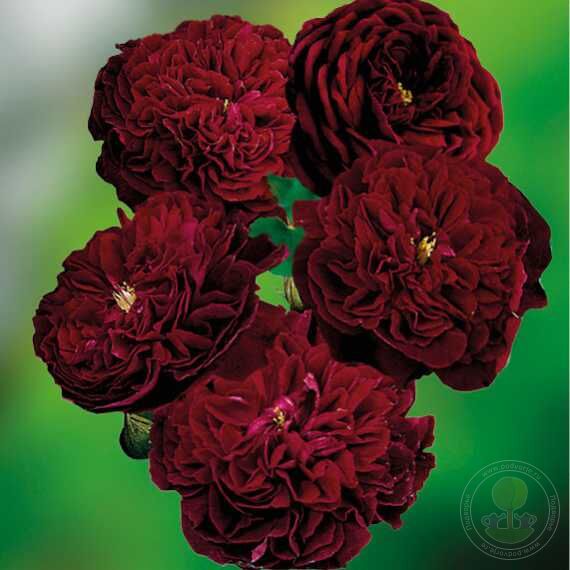 William Shakespeare Rose Seedlings Flower Seeds Perennial Growing Bonsai Corms Tubers Potted Planting Reblooming Fragrant Garden Roots Rhizomes Species Blooms Plant Bulbs Gardening Tree