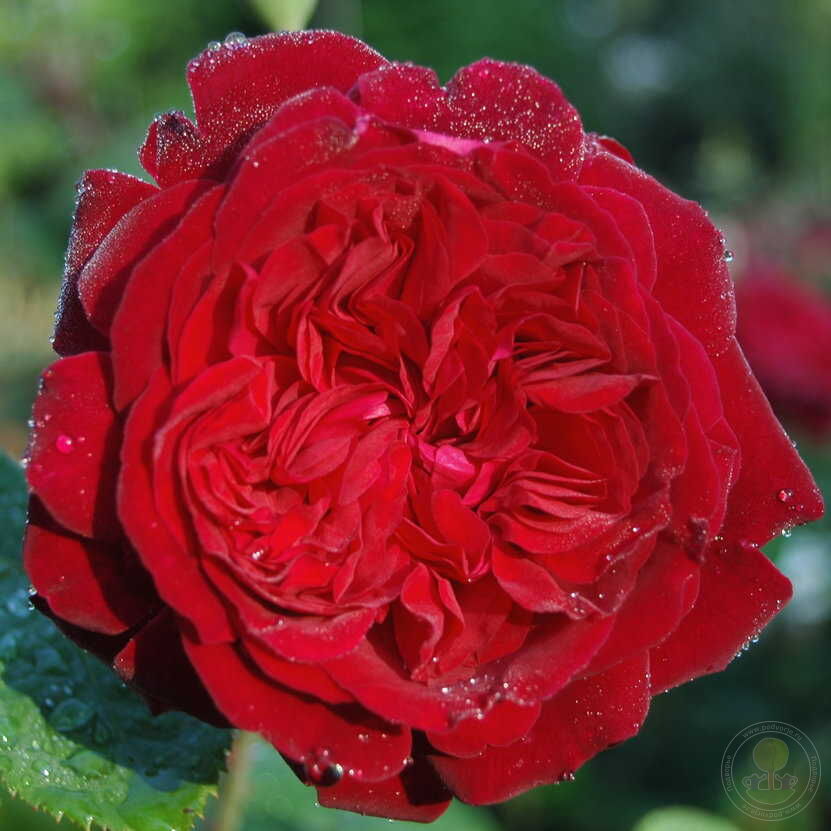 William Shakespeare Rose Seedlings Flower Seeds Perennial Growing Bonsai Corms Tubers Potted Planting Reblooming Fragrant Garden Roots Rhizomes Species Blooms Plant Bulbs Gardening Tree