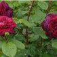 William Shakespeare Rose Seedlings Flower Seeds Perennial Growing Bonsai Corms Tubers Potted Planting Reblooming Fragrant Garden Roots Rhizomes Species Blooms Plant Bulbs Gardening Tree