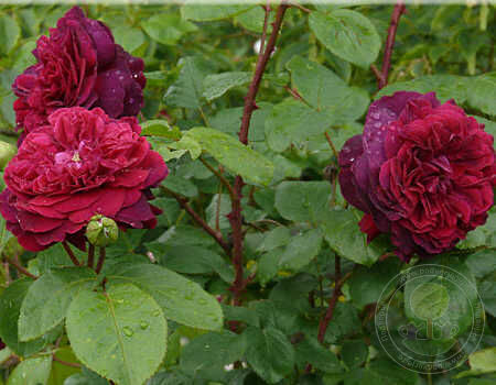 William Shakespeare Rose Seedlings Flower Seeds Perennial Growing Bonsai Corms Tubers Potted Planting Reblooming Fragrant Garden Roots Rhizomes Species Blooms Plant Bulbs Gardening Tree