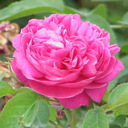 Damascus Syrian Arab republic Rose Seedlings Flower Seeds Perennial Growing Bonsai Corms Tubers Potted Planting Reblooming Fragrant Garden Roots Rhizomes Species Blooms Plant Bulbs Gardening Tree