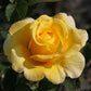 Sanmeid Rose Seedlings Flower Seeds Perennial Growing Bonsai Corms Tubers Potted Planting Reblooming Fragrant Garden Roots Rhizomes Species Blooms Plant Bulbs Gardening Tree
