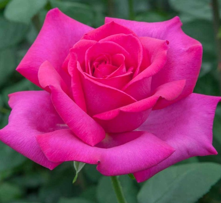 Blue Bush Rose Seedlings Flower Seeds Perennial Growing Bonsai Corms Tubers Potted Planting Reblooming Fragrant Garden Roots Rhizomes Species Blooms Plant Bulbs Gardening Tree