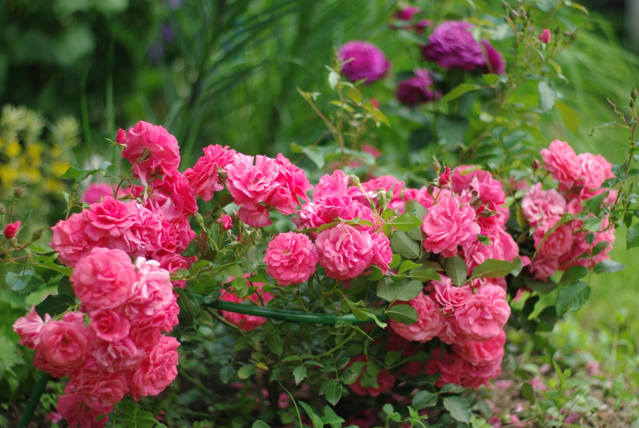 Bonapart Rose Seedlings Flower Seeds Perennial Growing Bonsai Corms Tubers Potted Planting Reblooming Fragrant Garden Roots Rhizomes Species Blooms Plant Bulbs Gardening Tree