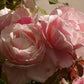 Billet Doux Rose Seedlings Flower Seeds Perennial Growing Bonsai Corms Tubers Potted Planting Reblooming Fragrant Garden Roots Rhizomes Species Blooms Plant Bulbs Gardening Tree