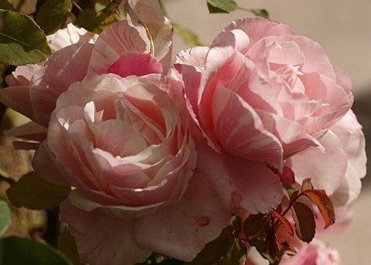Billet Doux Rose Seedlings Flower Seeds Perennial Growing Bonsai Corms Tubers Potted Planting Reblooming Fragrant Garden Roots Rhizomes Species Blooms Plant Bulbs Gardening Tree