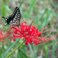 Red Lycoris Radiata Spider Lilies Bulbs Hurricane Lily Cluster Amayllis Growing Bonsai Roots Rhizomes Corms Tubers Potted Planting Reblooming Fragrant Garden Species Blooms Flower Seeds Plant Gardening
