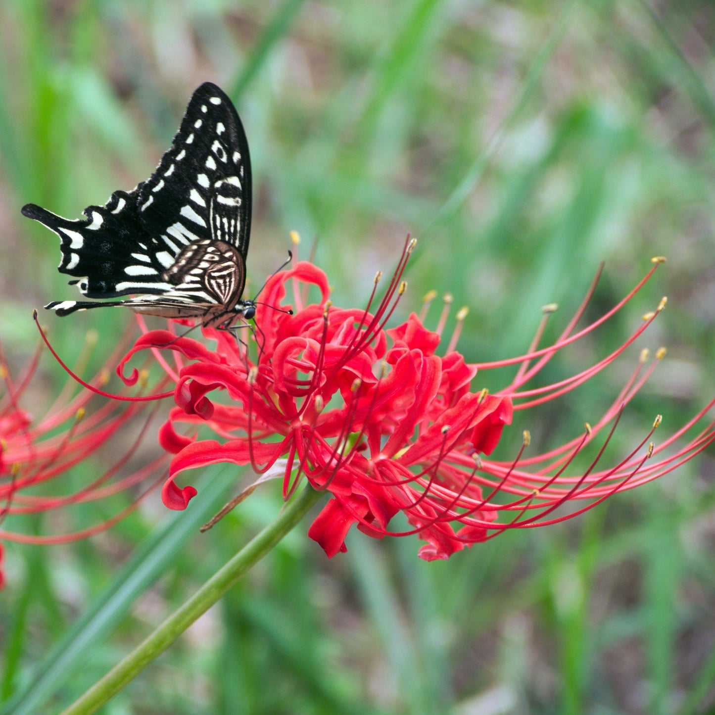 Red Lycoris Radiata Spider Lilies Bulbs Hurricane Lily Cluster Amayllis Growing Bonsai Roots Rhizomes Corms Tubers Potted Planting Reblooming Fragrant Garden Species Blooms Flower Seeds Plant Gardening